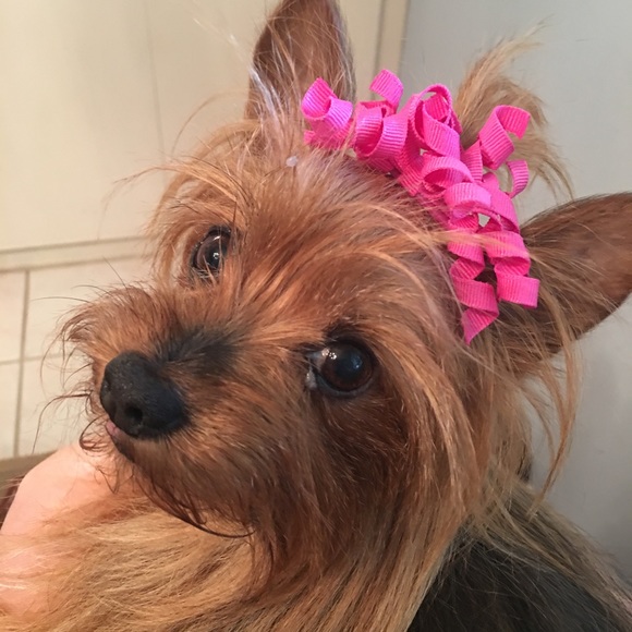 Meet your Posher, Cindy - Picture 4 of 8